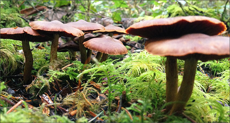 Cortinarius smithii