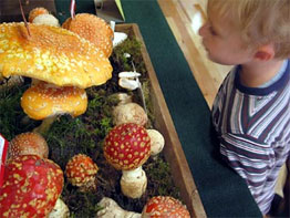 PSMS Annual Wild Mushroom Show